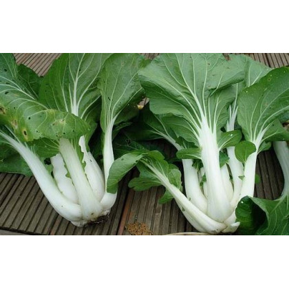 Pak Choi čínské zelí - Asijská zelenina - prodej semen asijské zeleniny - 0,2 gr