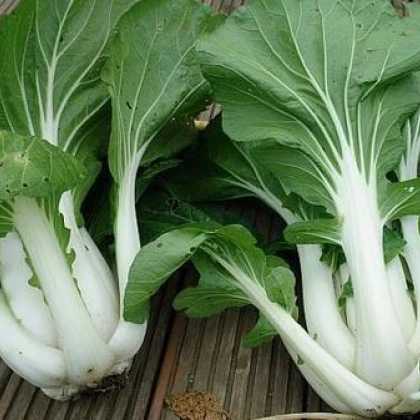 Pak Choi čínské zelí - Asijská zelenina - prodej semen asijské zeleniny - 0,2 gr