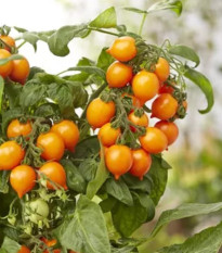 Rajče Evita Compact F1 Orange - Solanum lycopersicum - prodej semen - 6 ks