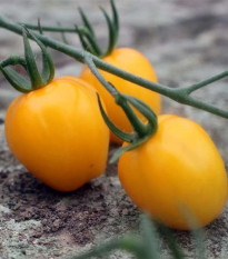 Rajče Appleberry F1 PhR žluté – Solanum lycopersicum – prodej semen