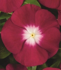 Barvínek Atlantis Burgundy Halo - Catharanthus roseus - prodej semen - 30 ks