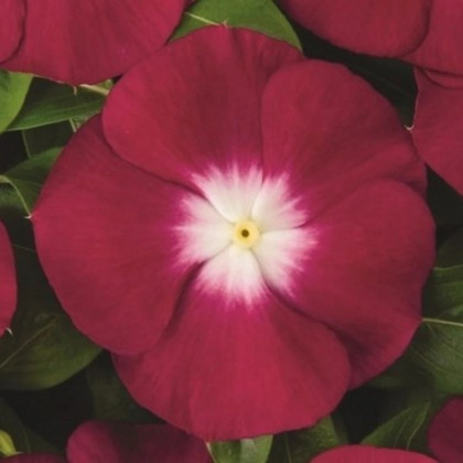 Barvínek Atlantis Burgundy Halo - Catharanthus roseus - prodej semen - 30 ks