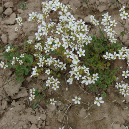 Lomikámen zrnatý - Saxifraga granulata - prodej semen - 100 ks