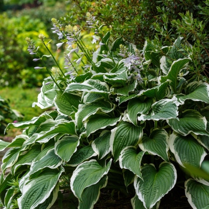Bohyška - Hosta Patriot - prodej cibulovin - 1 ks
