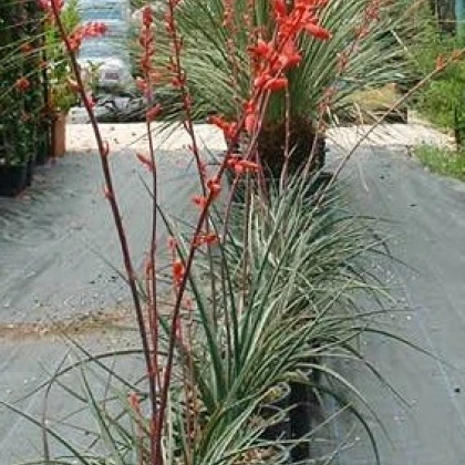 Juka červená - Hesperaloe parviflora - prodej semen - 3 ks