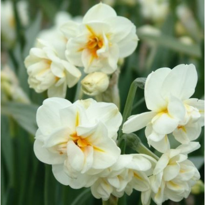 Narcis Sir W. Churchill - Narcissus - cibulky - 3 ks