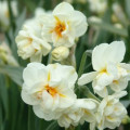 Narcis Sir W. Churchill - Narcissus - cibulky - 3 ks