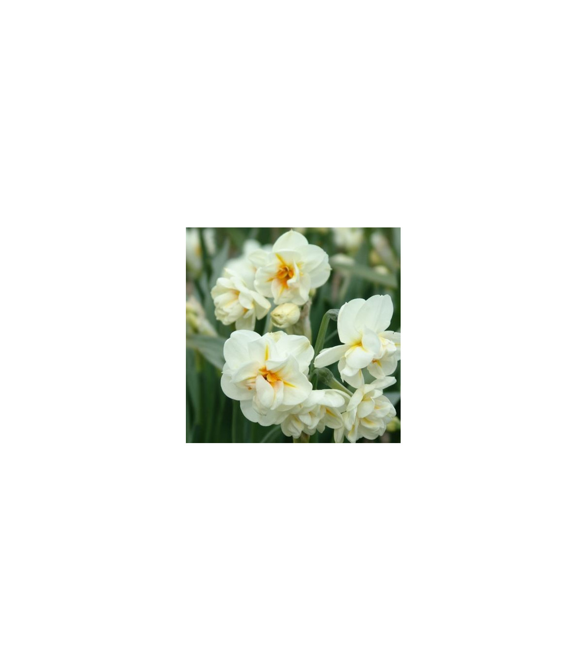 Narcis Sir W. Churchill - Narcissus - cibulky - 3 ks