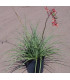 Juka červená - Hesperaloe parviflora - prodej semen - 3 ks