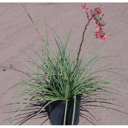 Juka červená- Yucca- semena 3 ks