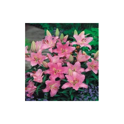 Cibulky lilií - Lilie nízká Little John - podzimní cibuloviny - 1 ks