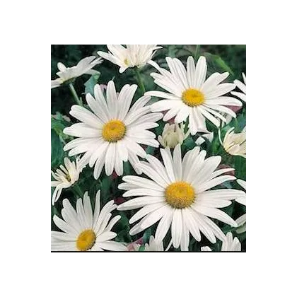 Kopretina bílá Alaska - Chrysanthemum leucanthemum - prodej semen - 250 ks