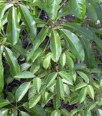 Šeflera actinophylla - Schefflera actinophylla - prodej semen - 6 ks