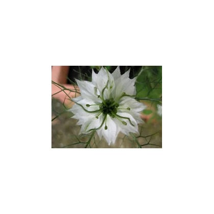 Černucha damašská bílá - Nigella Damascena - prodej semen -  150 ks