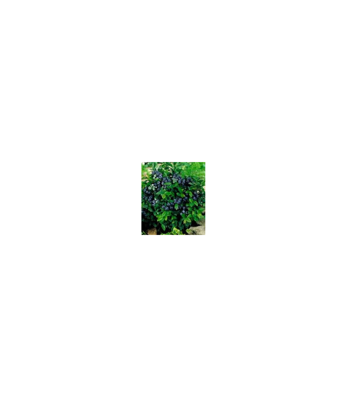 Semínka borůvky - Vaccinium myrtillus -  Borůvka černá - prodej semen - 7 ks