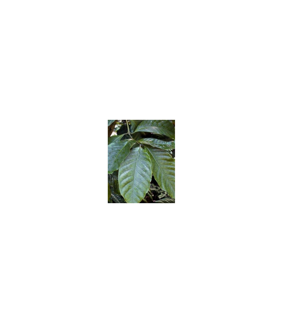 Semínka kávovníku - Coffea canephora - Kávovník robusta - prodej semen - 5 ks