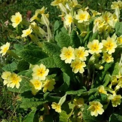 Prvosenka jarní - Primula veris - prodej semen - 50 ks