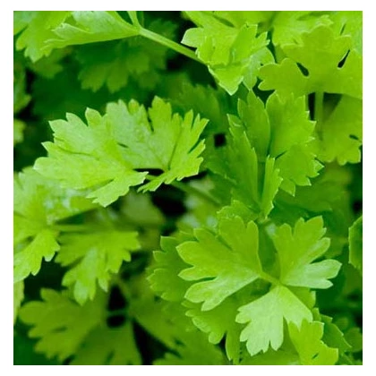 Celer řapíkatý - Apium graveolens - semena celeru - 1 gr