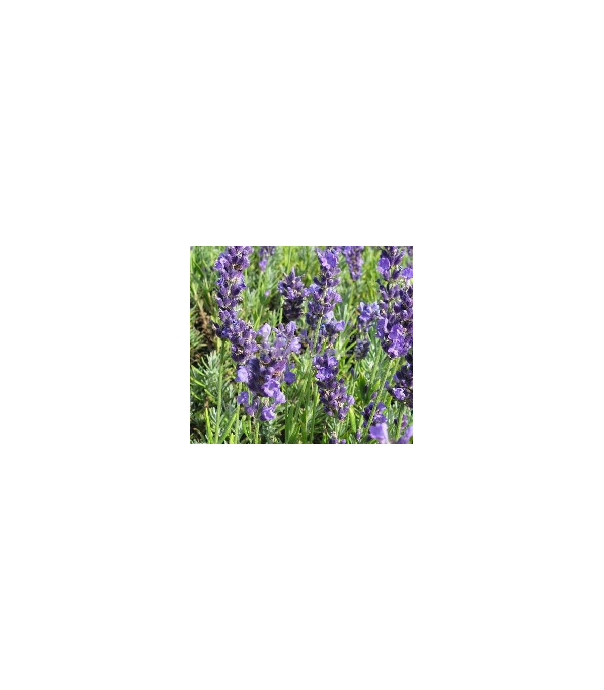 Semínka levandule - Lavandula angustifolia - Levandule lékařská Lavance Speciál - prodej semen - 15 ks