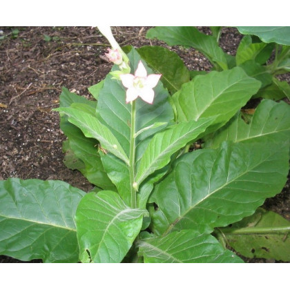 Semínka tabáku - Nicotiana tabacum - Tabák Hnědý List - prodej semen - 25 ks