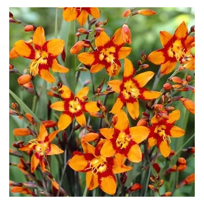 Montbrécie Emily Mckenzie - Crocosmia - prodej cibulovin - 4 ks