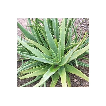 Semínka aloe - Aloe camperi - prodej semen - 6 ks 
