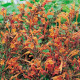 Agastache Apricot Sprite - Agastache aurantiaca - semena agastache - 20 ks