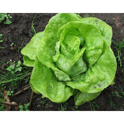 Salát hlávkový k rychlení- Lactusa sativa- semena salátu- 400 ks