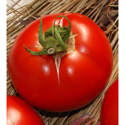 Semínka rajčete - Rajče polní zakrslé Saint Pierre - prodej semen -15 ks