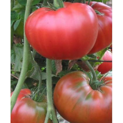 Semínka rajčete - Rajče tyčkové hybridní Virginia F1 - prodej semen - 5 ks