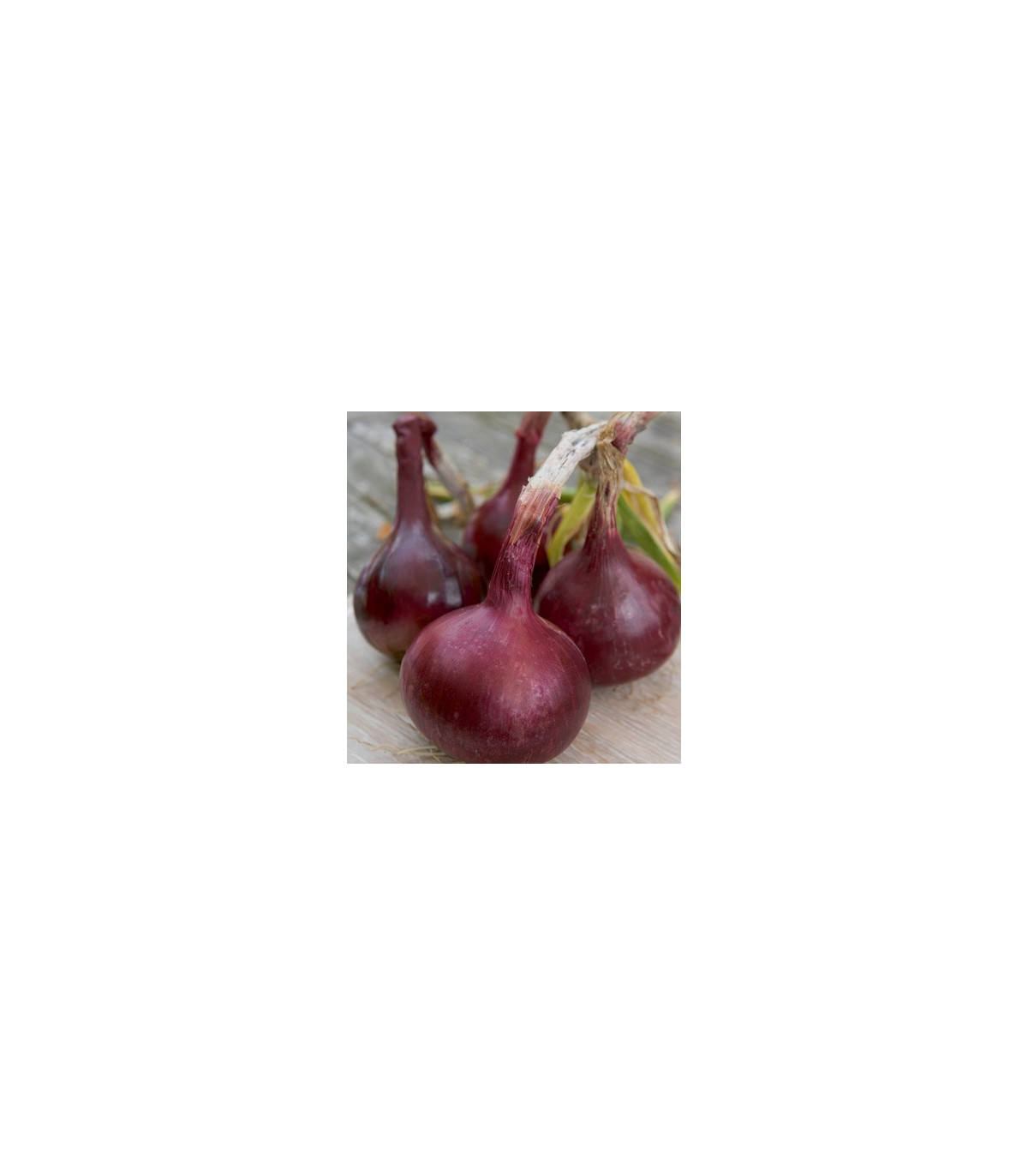 Semínka cibule -  Allium cepa L. - Cibule Červený baron - prodej semen - 0,5 g