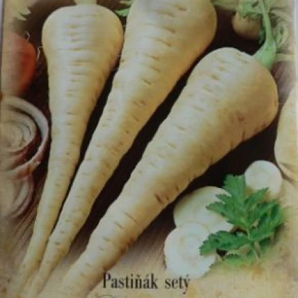 Patiňák setý- Pastinaca sativa- semena Patiňáku- 300 ks