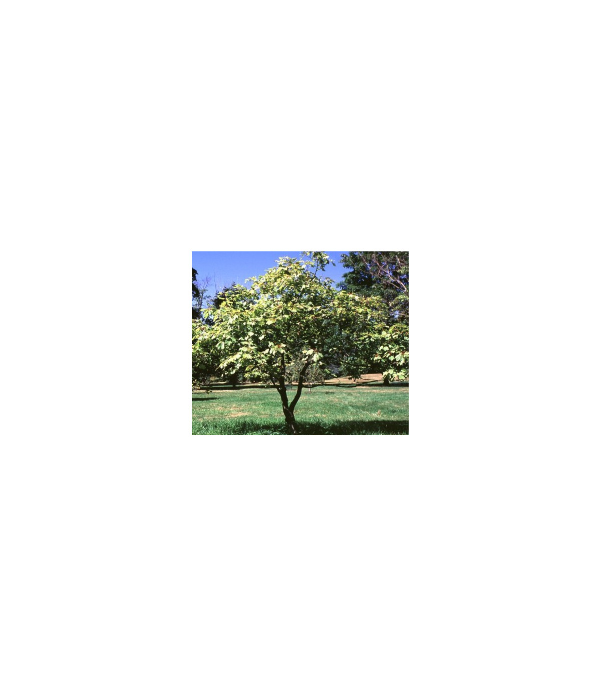 Semínka javoru - Acer opalus - Javor opalus - prodej semen - 5 ks