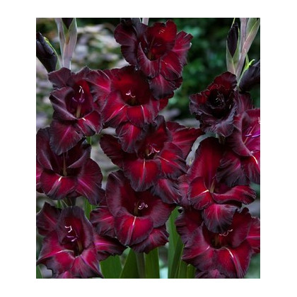 Gladiol Black Star - Gladiolus - prodej cibulovin - 3 ks