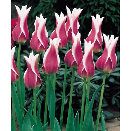 Tulipán Ballade - Tulipa - cibuloviny - 3 ks