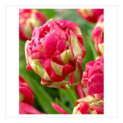 Tulipán Renown Unique - Tulipa - cibuloviny - 3 ks