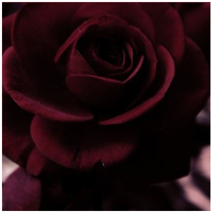 Růže černá Maroon - Rosa - semena - 5 ks