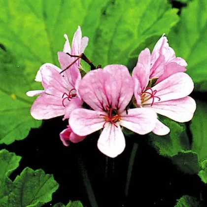 Pelargonie vonná Attar of Roses - Pelargonium capitatum - semena - 4 ks