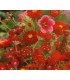 Letničky Zahradní sen v červeném - směs - prodej semen - 0,9 g