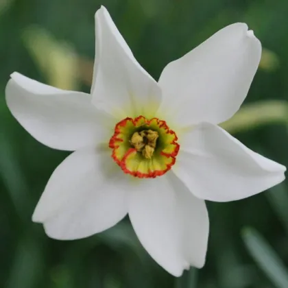 Narcis Poeticus Recurvus Pheasant eye - Narcissus L. - prodej cibulovin - 3 ks