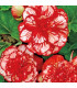 Begonie plnokvětá Marmorata - Begonia marmorata - prodej cibulovin - 2 ks