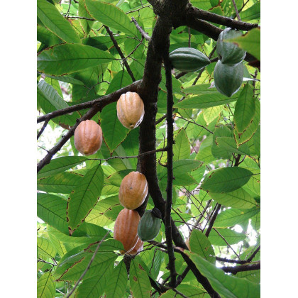 Kakaovník žlutý - Theobroma cacao - semena - 5 ks