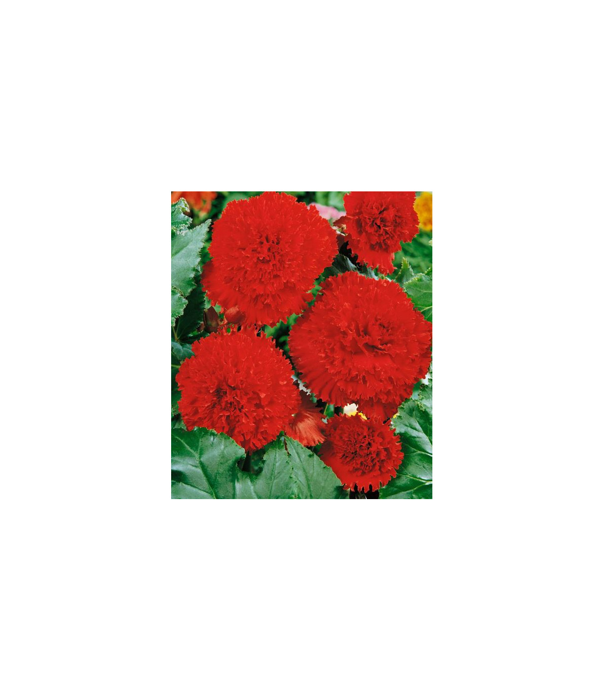 Begonie třepenitá plnokvětá červená - Begonia fimbriata - prodej cibulovin - 2 ks