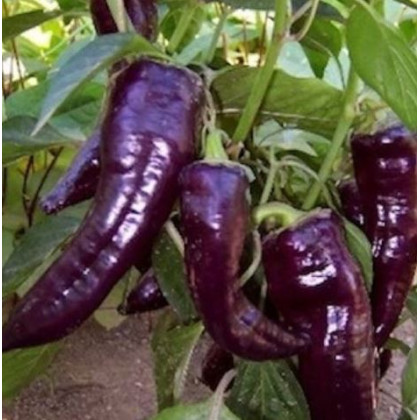 Paprika Marconi Purple - semena - 10 Ks