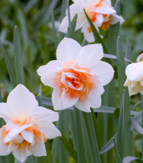 Narcis Replete - Narcissus L. - prodej cibulovin - 3 ks