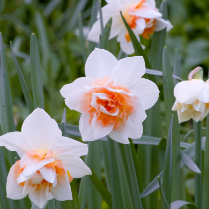 Narcis Replete - Narcissus L. - prodej cibulovin - 3 ks