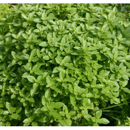 Bazalka Fino verde - semena - 50 ks