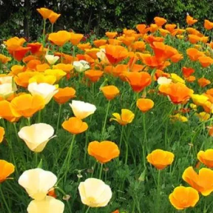 Sluncovka směs barev - Eschscholzia californica - prodej semen - 200 ks