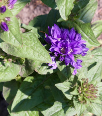 Zvonek klubkatý - Campanula glomerata - prodej semen - 600 ks