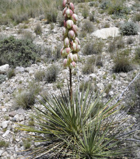 Juka Glauca - Yucca glauca - prodej semen - 5 ks